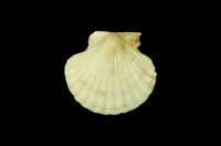 藏品(瑪卡莎海扇蛤)的圖片